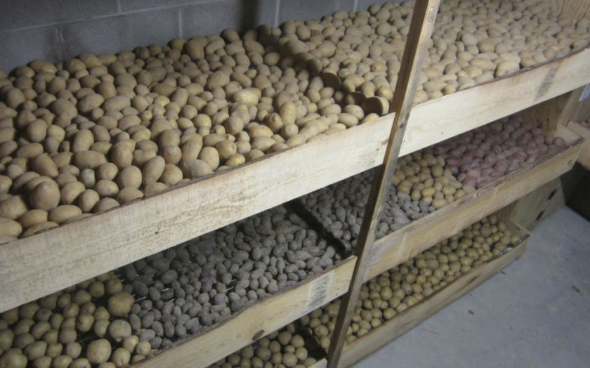 b93095d173c7192dce1a5135eef08fc3 Картопля Родріго: опис та характеристика сорту, смакові якості, особливості посадки і вирощування, фото