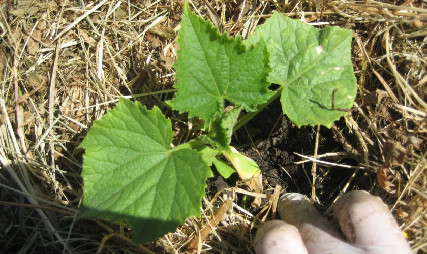 ba910cc54547dce9c13ae429144ccc57 Посадка огірків у відкритий грунт насінням: коли і як садити, особливості догляду