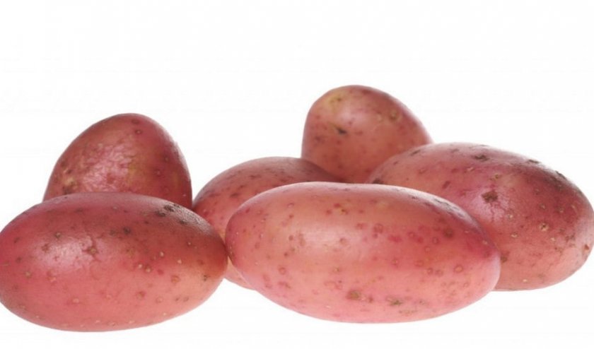 baef8b65bc9b3f3cebbf59d38c50fbec Картопля Рябінушка: опис та характеристика, смакові якості сорти, вирощування і догляд за картоплею, фото