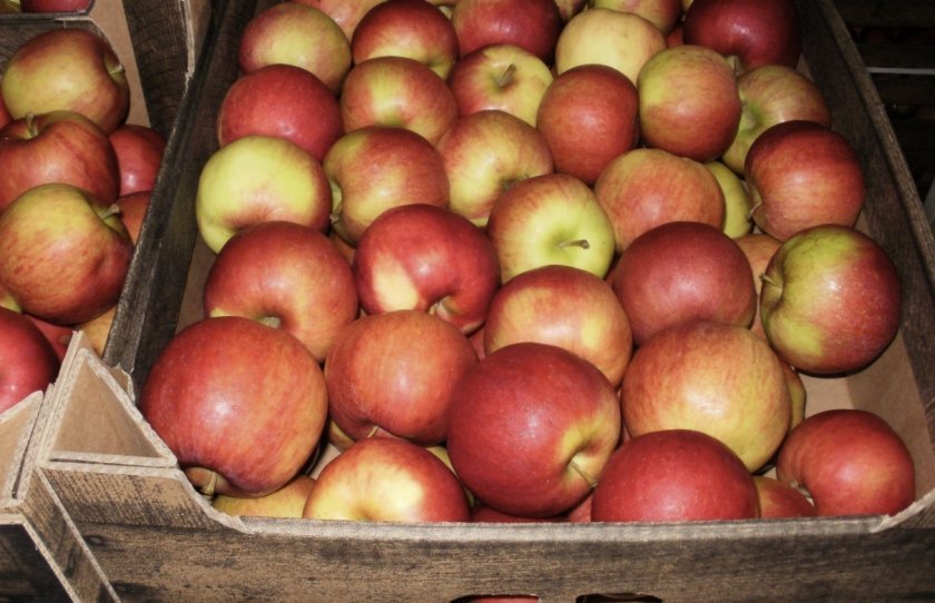 c22c0bc03a02156c497057f0d386d610 Як зберігати яблука в домашніх умовах: способи та умови для тривалого зберігання свіжих яблук на зиму