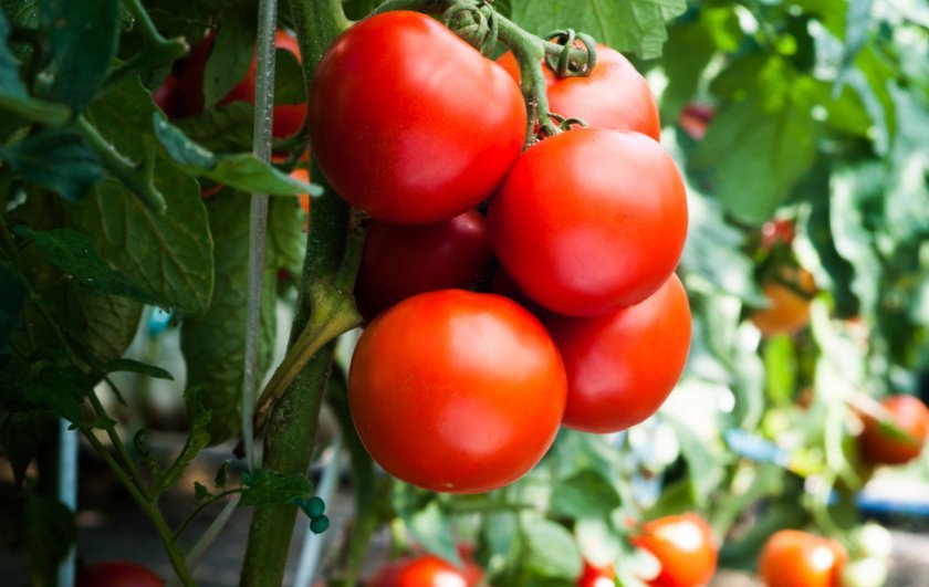 cfd39cde6f65e07f0e5517025155fa51 Сорт томатів Літній сад F1: характеристика і опис, особливості посіву, вирощування і догляду, фото