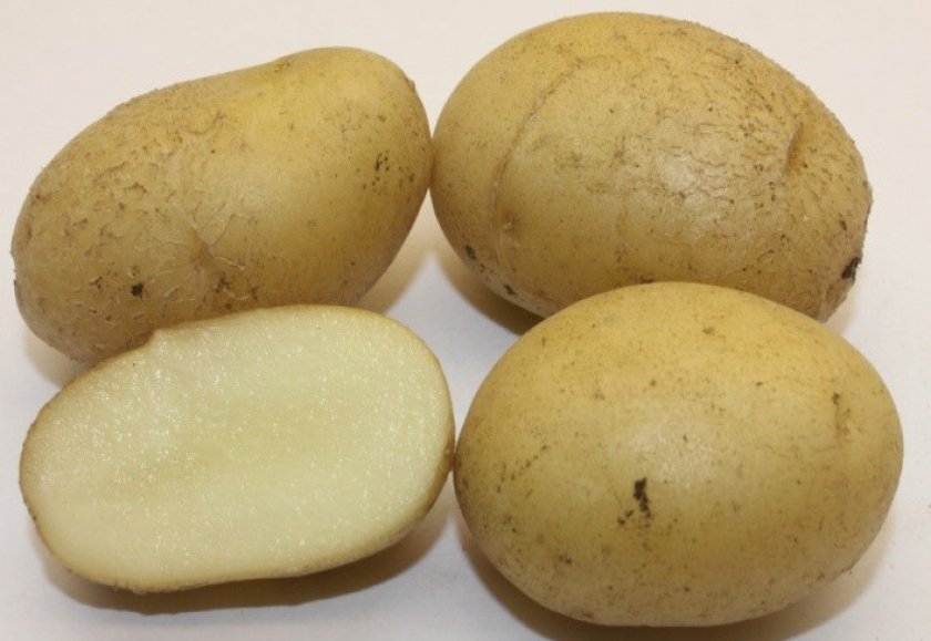 d61dbd67c7b15e1c10379986551e585f Картопля Єлизавета: опис та характеристика сорти, урожайність і вирощування, фото