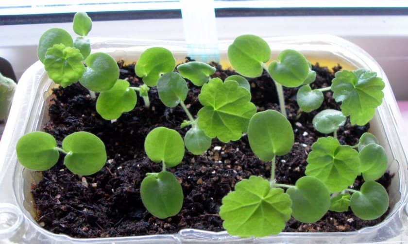 db1c837cf8ccb6349a328bb121d573b8 Вирощування герані з насіння, садіння і догляд за рослиною в домашніх умовах, відео