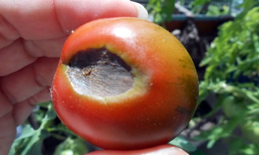 dd6c8fbf254a6cadb95fd37ef9e9fd5a Сорт томатів Літній сад F1: характеристика і опис, особливості посіву, вирощування і догляду, фото