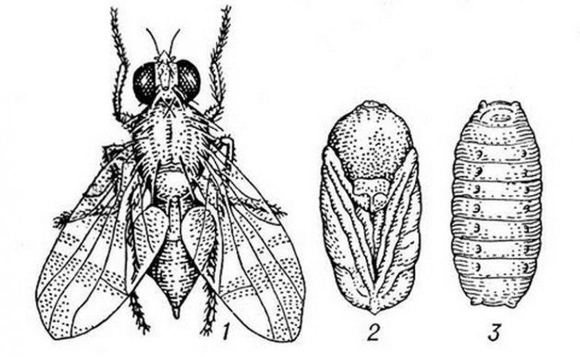 e32325c89b019191423d78926040fa24 Вишнева муха: біологічний опис, методи боротьби та профілактики