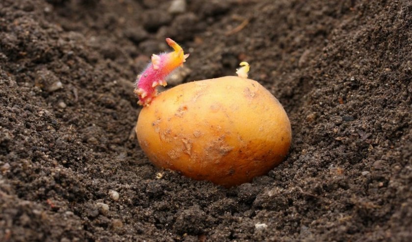 e32980bc023e487cf95533111c1e26c3 Картопля Королева Анна: опис та характеристика сорти з фото, особливості садіння, вирощування та зберігання
