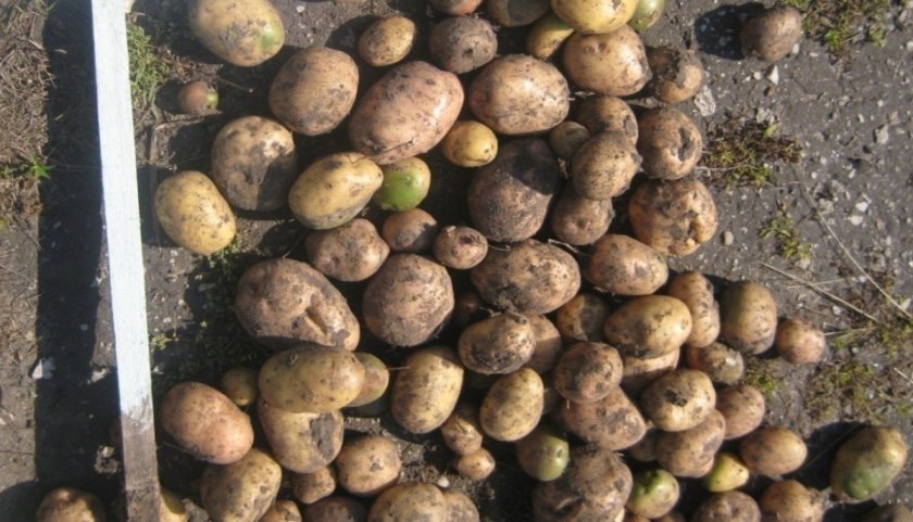 e909967ffd4328e4bc4923332b068ea7 Картопля Луговський: опис та характеристика сорти, вирощування і догляд, фото