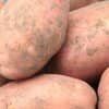f1fe60000b92ca822005de50ed092518 Картопля Родріго: опис та характеристика сорту, смакові якості, особливості посадки і вирощування, фото