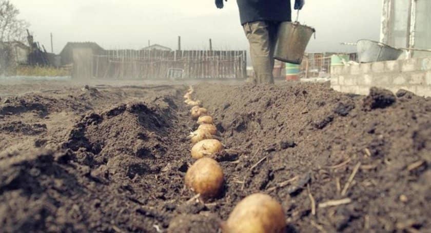 f893cd11d10b18a6bbdfa49658094cde Картопля Лілея: опис, характеристика та вирощування сорти, урожайність і смакові якості, особливості посадки і догляду, фото
