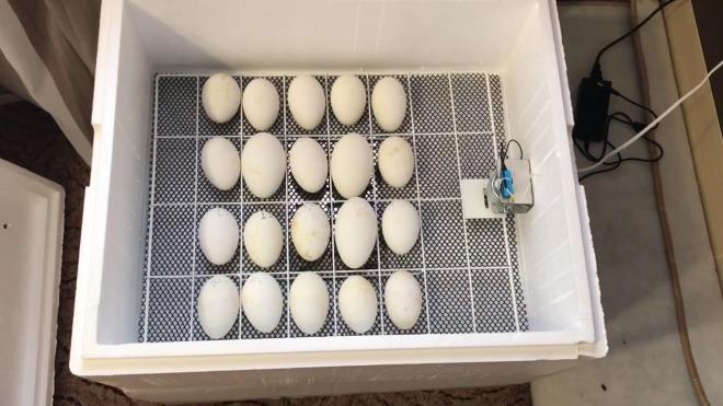 inkubator dlya gusinykh yaic: sozdanie svoimi rukami ili vybor modelejj25 Інкубатор для гусячих яєць: створення своїми руками або вибір моделей