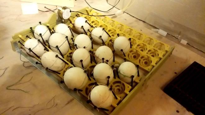 inkubator dlya gusinykh yaic: sozdanie svoimi rukami ili vybor modelejj27 Інкубатор для гусячих яєць: створення своїми руками або вибір моделей