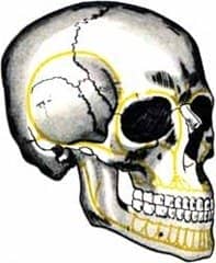 1dae9dd8ec6a5b56bc4a5750769ef5c0 Перелом основи черепа: наслідки, виживаність, симптоми