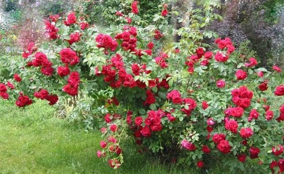 0052b2e5d15de10259074f1e4b559b6f Плетисті (кучеряве) троянди: посадка, розмноження, догляд та вирощування + фото