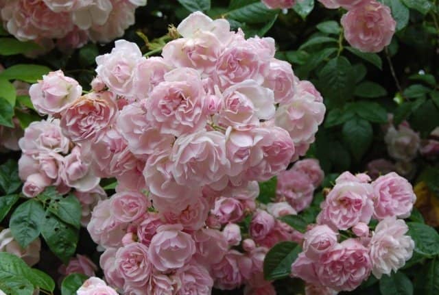 04f17a6ceda52cb6eddd3e05284dee92 Грунтопокривні троянди квітнуть все літо: відгуки, опис + фото