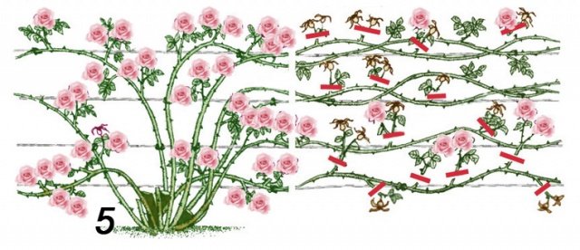0b56fcf9e48d1bc40103225472b1f4c9 Плетисті (кучеряве) троянди: посадка, розмноження, догляд та вирощування + фото
