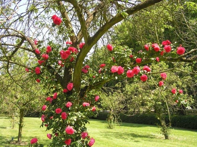 0dc3fd6cb6e161be1d7fab9a4ff700e8 Плетисті (кучеряве) троянди: посадка, розмноження, догляд та вирощування + фото