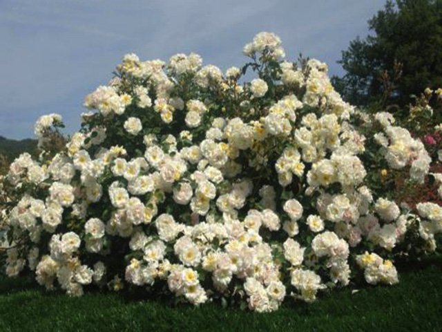 0ddcdd357de7d51ebb3a0be1dcb51808 Грунтопокривні троянди квітнуть все літо: відгуки, опис + фото