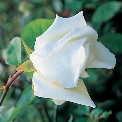 107617672c557ada75992b5b38906747 Біла троянда вюнка: сорту, опис + фото