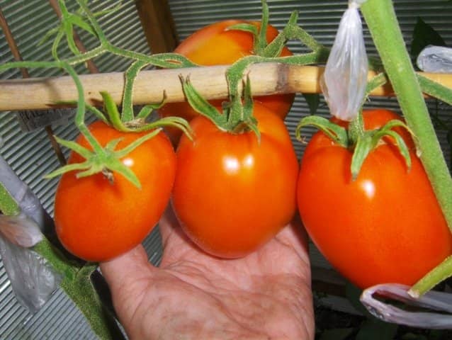 107c0d21db6670b4377e5e8d38b84e8e Цибулиння, як добриво для томатів