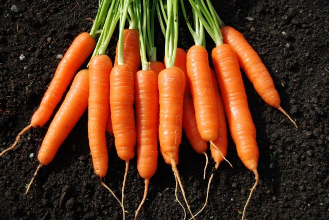12606ef7fd48131fd78bce5e31e8226c Коли можна садити моркву в квітні