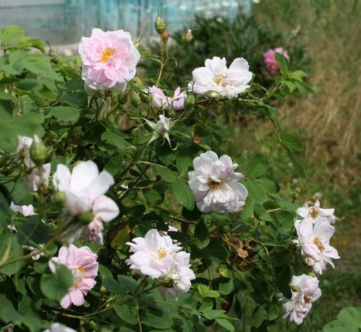 1280b31b5ec6e455e2a3c630a865280f Роза багатоквіткова вечноцветущая міні Садовий Аромат: вирощування