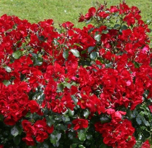 12c7d116aa6428e7f2b2379438986415 Грунтопокривні троянди квітнуть все літо: відгуки, опис + фото