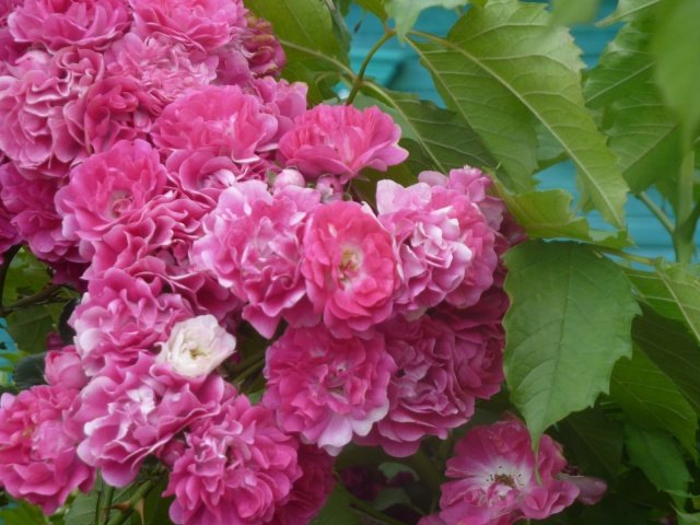 14e8cd2ef65b71b82223c1152d1c828c Плетисті (кучеряве) троянди: посадка, розмноження, догляд та вирощування + фото