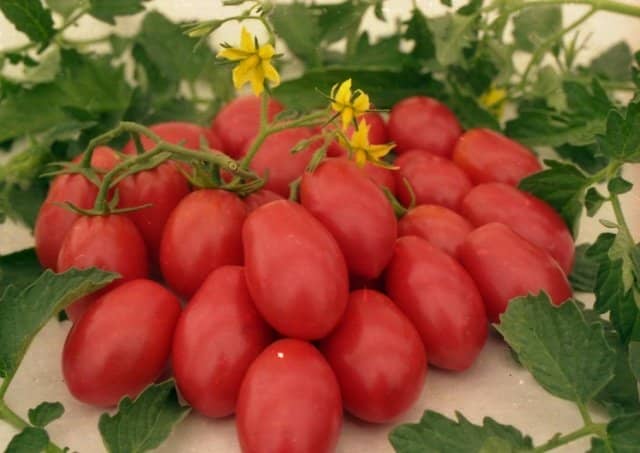16083ba1d16d5c1628d3bf1e0fda8cca Обробка томатів фитоспорином