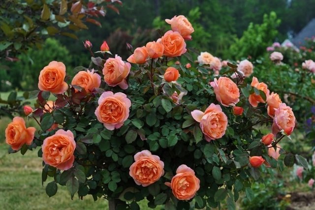 17974241b5db497f968b5c758413e706 Троянди Остіна в ландшафтному дизайні + фото