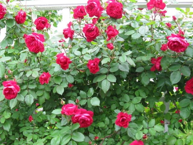 19147dd5d3bfc3c22d8f07a7a023ce50 Троянди плетисті: фото з назвою сорту