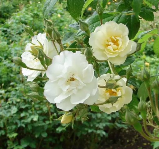 1a8ce16eadc67838d0f623413b3abad0 Біла троянда вюнка: сорту, опис + фото