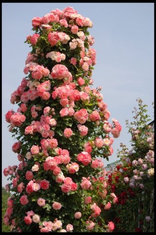 1fd69c066f4947461ace37f660f1e01d Плетисті (кучеряве) троянди: посадка, розмноження, догляд та вирощування + фото