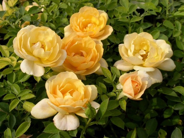 25054303a937e06fc9e2a9522425e5e0 Грунтопокривні троянди квітнуть все літо: відгуки, опис + фото