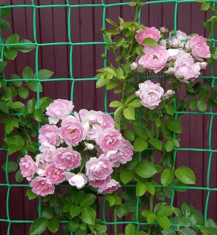 2525bd8cd23db13a3f03a20c7e8c60f0 Плетисті (кучеряве) троянди: посадка, розмноження, догляд та вирощування + фото