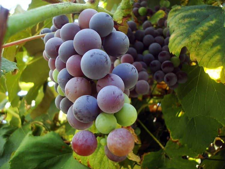 26dff4d213a41ce0924bf94e8f3e73de Основні сорти винограду, що використовуються у виноробстві