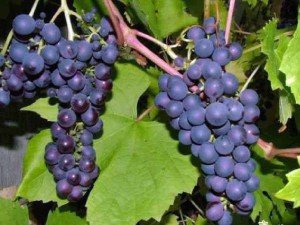 276a8ff285845b42a82fbf64c2fe7b38 Приготування закваски для вина з диких виноградних дріжджів