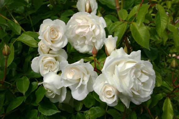 2a7628ff9b1b3a14a95f252368cc57f3 Біла троянда вюнка: сорту, опис + фото