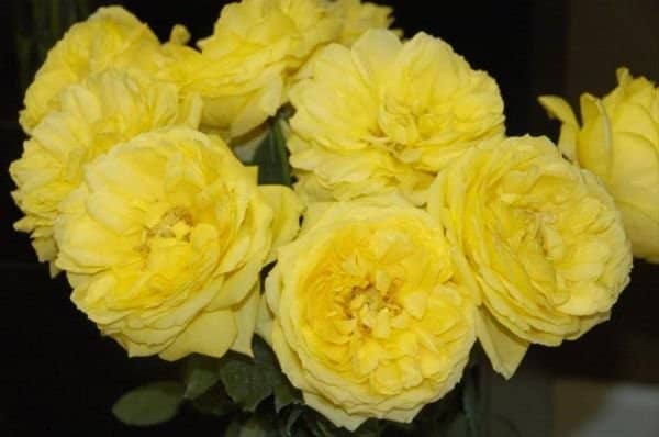 2bfb3bb58fe448af497f1429da8caf14 Піоноподібні троянди: фото, опис сортів