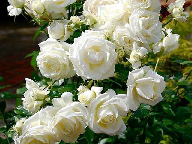 2c1e19e0743d40be0acf3ea0ce7fc379 Біла троянда вюнка: сорту, опис + фото