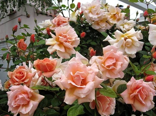 2e65b8d4889ebc51effc4fcc4a197895 Плетисті (кучеряве) троянди: посадка, розмноження, догляд та вирощування + фото