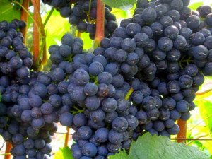 31c1db8240054c183e96fac1f03258d3 Приготування вина з кислих сортів винограду