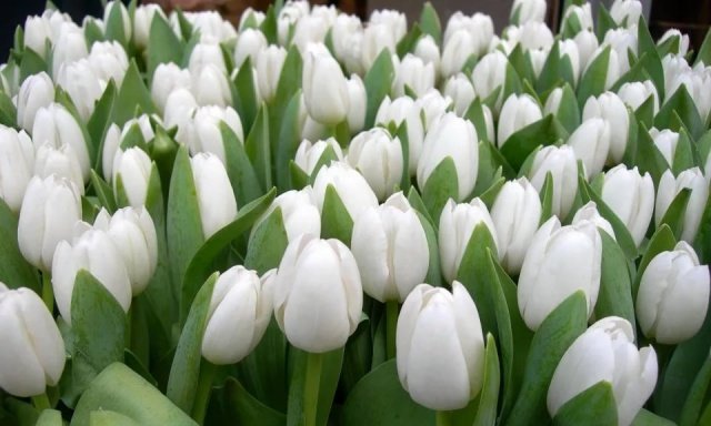 3434128b5ab587a5e0bfb71ac1225f52 Багаторічники з білими квітами: фото та назви