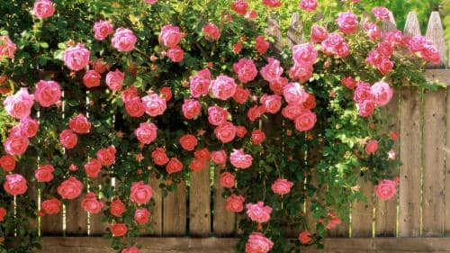 3592c94455b9cf531de0f0147b6cc1b1 Троянди плетисті: сорти постійного цвітіння + фото