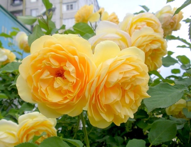 38a5fc0fd7a118bdcf2fdcc427a08d52 Піоноподібні троянди: фото, опис сортів