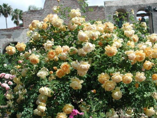 3d36cbd440d652a593d73c7208f37aaf Троянди Девіда Остіна: сорти і описи, відгуки + фото