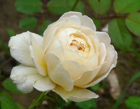 415ac170a5f58012b264eb6ebb79ed11 Піоноподібні троянди: фото, опис сортів