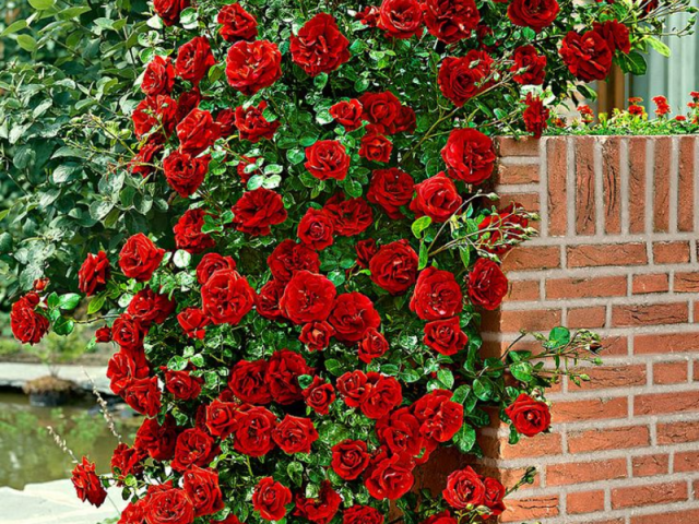48c0881ef69eb2998620479ac720fbb9 Троянди плетисті: фото з назвою сорту