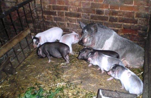 4a96f8c090968d9f2c6ef77b8e43607c Вєтнамські свині: розведення, догляд, харчування + фото, відгуки