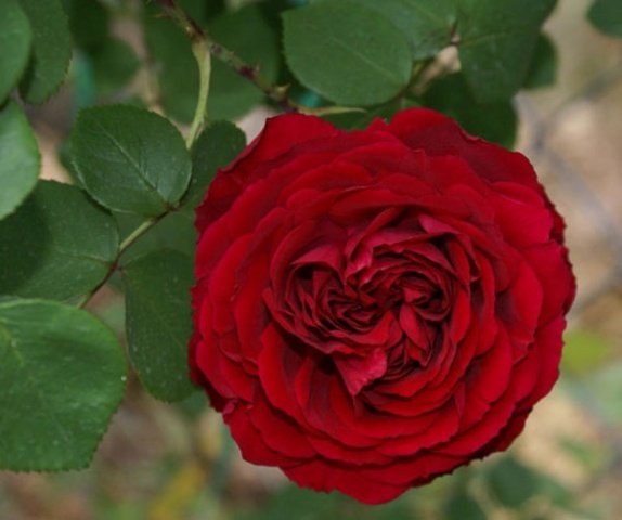 4b17c886902ffd76b1671e6acaa7ab79 Троянди Девіда Остіна: сорти і описи, відгуки + фото