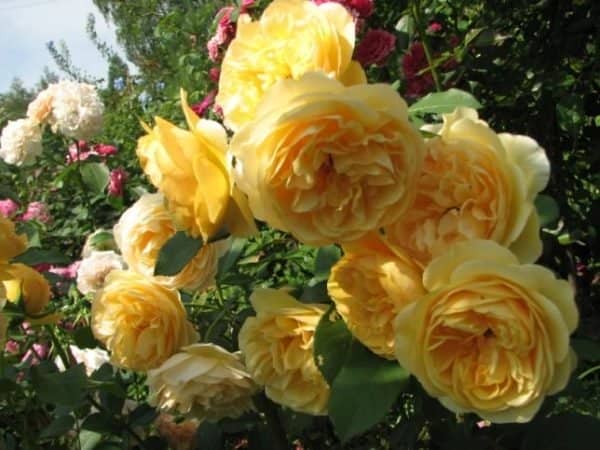 4c0e65ef9b81b7dc372e7b5b8e00787b Троянди Девіда Остіна: посадка і догляд + фото